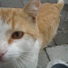 Blanding af racer Bølle