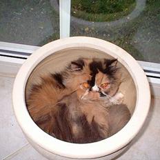 Perser la bool`s stinne