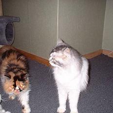 Perser la bool`s stinne