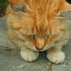 Blanding af racer Guffe 