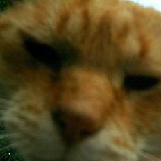 Blanding af racer Guffe 