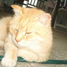 Blanding af racer Guffe 