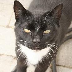 Blanding af racer Sorte