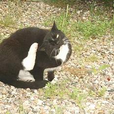 Blanding af racer Sorte