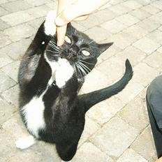 Blanding af racer Sorte