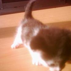 Blanding af racer mille