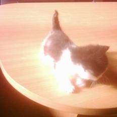 Blanding af racer mille