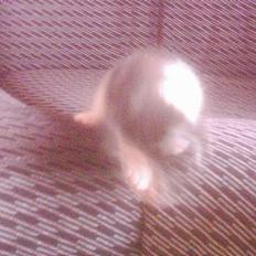 Blanding af racer mille