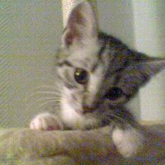 Huskat Oliver alias basse