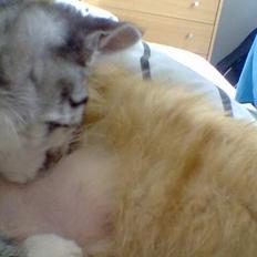 Huskat Oliver alias basse