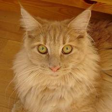 Maine Coon iron maiden