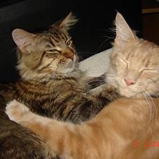 Maine Coon iron maiden