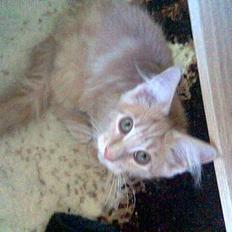 Maine Coon iron maiden