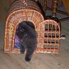 Blanding af racer oscar