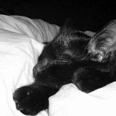 Blanding af racer Olivia