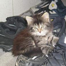 Blanding af racer Angie