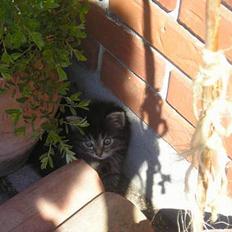 Blanding af racer Angie