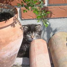 Blanding af racer Angie