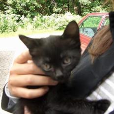 Blanding af racer Olivia