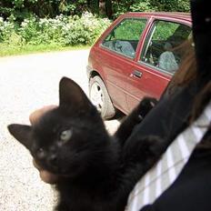 Blanding af racer Olivia