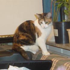 Blanding af racer Matilde