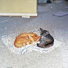 Blanding af racer Matilde