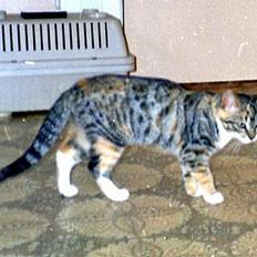 Blanding af racer Matilde