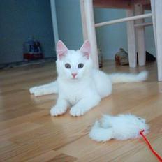 Norsk Skovkat Millian