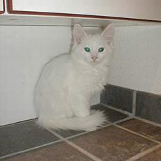 Norsk Skovkat Millian