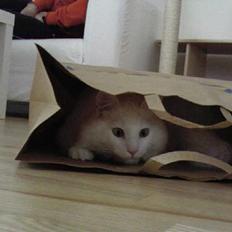 Norsk Skovkat Millian