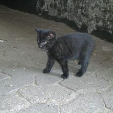 Blanding af racer tonado.