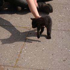 Blanding af racer tonado.