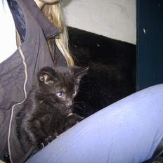 Blanding af racer tonado.