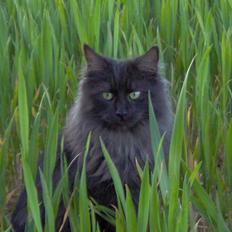 Maine Coon Pepzi