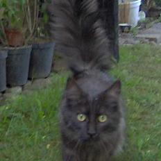 Maine Coon Pepzi