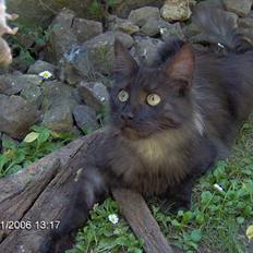 Maine Coon Pepzi