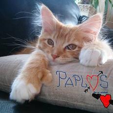 Maine Coon Pablo's POLY ---Død---