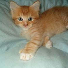 Maine Coon Pablo's POLY ---Død---