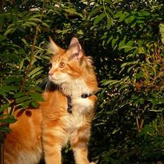 Maine Coon Aslan