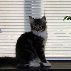 Maine Coon DaCapo
