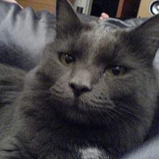 Blanding af racer Jasmin (R.I.P)