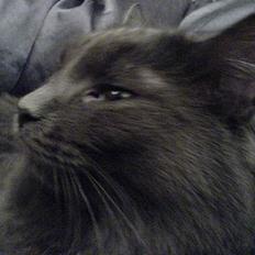 Blanding af racer Jasmin (R.I.P)