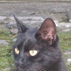 Blanding af racer sorte "dronning af nørbæk