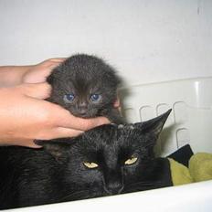 Blanding af racer sorte "dronning af nørbæk