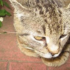 Huskat Snøfte *Død*