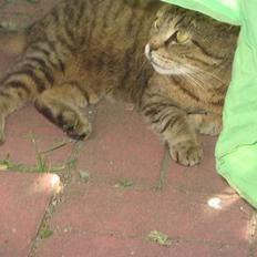 Huskat Snøfte *Død*