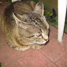 Huskat Snøfte *Død*