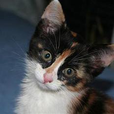Huskat Gerda