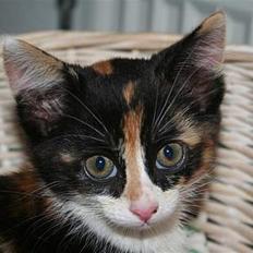 Huskat Gerda