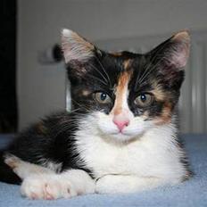 Huskat Gerda